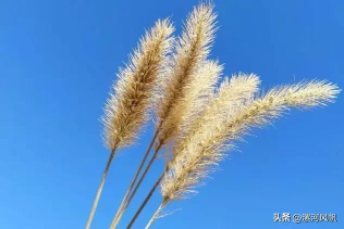 单身情歌（单身）