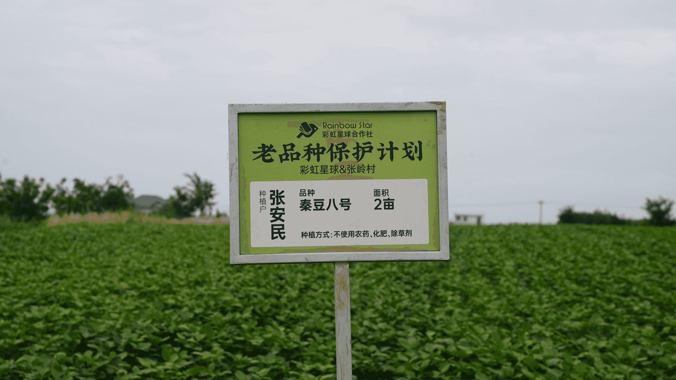 彩虹星球的东西怎么样（走进彩虹星球和他身后的“疑问”）