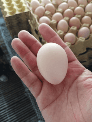 彩虹星球的东西怎么样（走进彩虹星球和他身后的“疑问”）