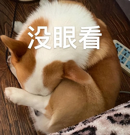 养狗买狗（买狗一定“5不养”，不是误导，而是教训和经验）