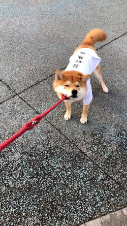 养狗买狗（买狗一定“5不养”，不是误导，而是教训和经验）